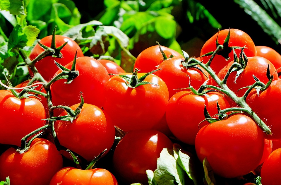 토마토의 5가지 효능과 재밌는 사실